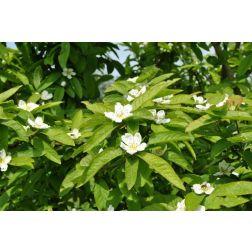 Mespilus germanica 1/2T CLT15