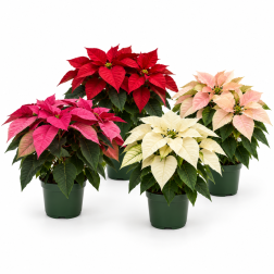 Poinsettia mikulásvirág 12–14 cm-es cserépben, vegyes színekben