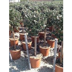 Mirtuszdió Acca Sellowiana (Feijoa) Lv9 mini törzses