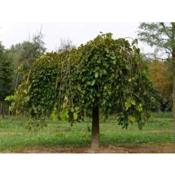 Morus alba "Pendula" CLT18 8/10