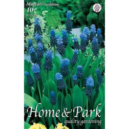 Muscari latifolium kék-lila gyöngyike virághagyma 10 darab