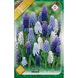 Muscari mixed vegyes színű gyöngyike virághagyma 10 darab