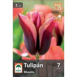 O&aacute;zis Tulipa Muvota tulip&aacute;n vir&aacute;ghagyma 7 db