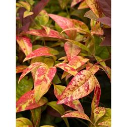 NANDINA DOMESTICA BLUSH PINK (R) CLT. 3 Japán szentfa