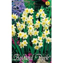 Narcissus botanical minnow sárga-fehér nárcisz virághagyma 10 darab