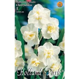 Narcissus double cheerfulness fehér-sárga nárcisz virághagyma 5 darab