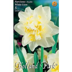 Narcissus double white lion fehér-sárga nárcisz virághagyma 5 darab