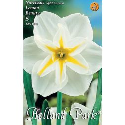 Narcissus split corona lemon beauty fehér-sárga nárcisz virághagyma 5 darab