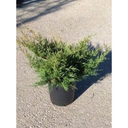 Óarany terülő boróka Juniperus Med. "Old Gold" CLT10