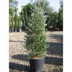 OLEA EUROPAEA 'FRANGIVENTO' (O. EUROPAEA 'PYRAMIDALIS') LV 9 MINI ALBERETTO olajfa