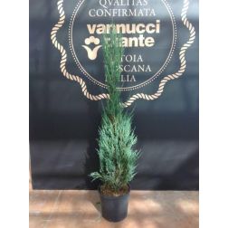 JUNIPERUS VIRGINIANA BLUE ARROW CLT. 10 Boróka