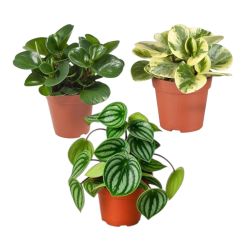Peperomia törpebors szobanövény fajták 12 cm-es cserépben