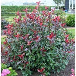 Photinia fr."Magical Volcano" CLT10