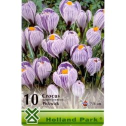Crocus vernus pickwick lila-fehér nagyvirágú krókusz virághagyma 8 darab