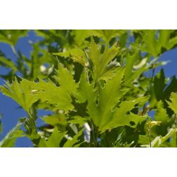 Platanus orien."Cuneata" CLT30