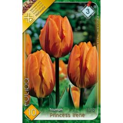 Tulipa triumph princess irene narancs-lila tulipán virághagyma 5 darab
