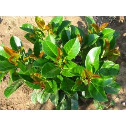 Prunus la."Etna" CLT18 100/125