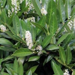 PRUNUS LAUROCERASUS FONTANETTE CLT. 10 Babérmeggy