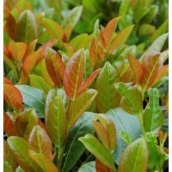 Prunus la."Titan" CLT25 100/125