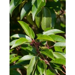PRUNUS LUSITANICA 'ANGUSTIFOLIA' CLT. 3 portug&aacute;l bab&eacute;rmeggy