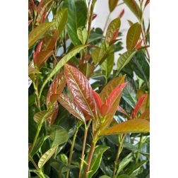 PRUNUS LAUROCERASUS ON FIRE (R) CLT. 18 125/150 CM bab&eacute;rmeggy