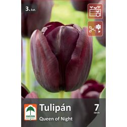 O&aacute;zis Tulipa Queen of Night tulip&aacute;n vir&aacute;ghagyma 7 db