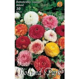 Ranunculus asiaticus mixed vegyes színű ázsiai boglárka virághagyma 10 darab