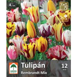 Oázis Tulipa Rembrandt-Tulips Mix tulipán virághagyma összeállítás 12 db