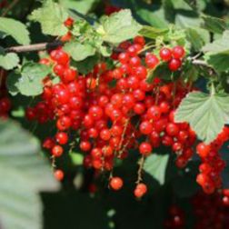 Oázis ribiszke - Ribes rubrum "Rosetta" - konténeres, világospiros gyümölcsök c2 40/50