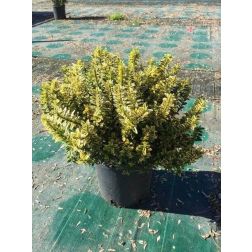 EUONYMUS PULCH. AUREOVARIEGATUS CLT. 3 Kislevelű törpe kecskerágó