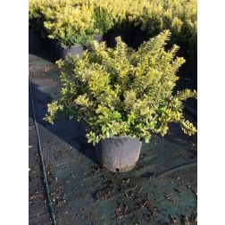 Sárgatarka kislevelű törpe kecskerágó Euonymus Pulchellus "Aureovar." CLT5