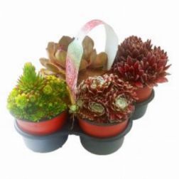Sempervivum, vegyes sziklakerti &eacute;velő, 4 db