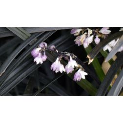 OPHIOPOGON PLANISCAPUS 'NIGRESCENS' CLT. 3 fekete kígyószakáll