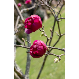 MAGNOLIA BLACK TULIP (R)  CLT. 18 HALF STANDARD  Magnólia