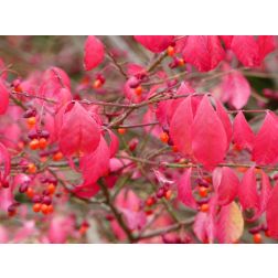 EUONYMUS ALATUS  CLT. 3  Szárnyas kecskerágó
