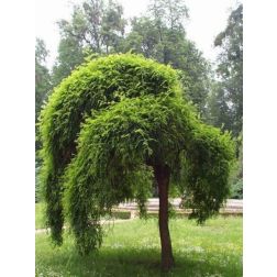 Sophora jap."Pendula" CLT30 10/12