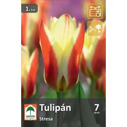 Oázis Tulipa Stresa tulipán virághagyma 7 db