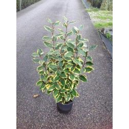 ELAEAGNUS EBBINGEI VIVELEG (R) CLT. 3 Széleslevelű ezüstfa