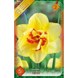 Narcissus double tahiti sárga-narancs nárcisz virághagyma 5 darab