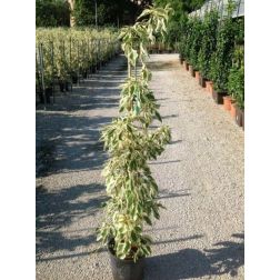 Cornus cont."Variegata" CLT10 som
