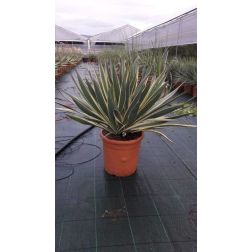 YUCCA GLORIOSA VARIEGATA LV 12 Yucca