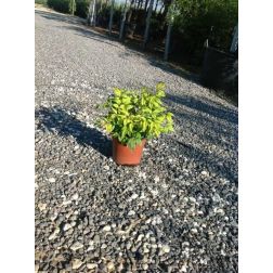 Törpe japán szentfa Nandina Do. "Fire Power" CLT3