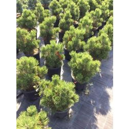 Törpe páncélfenyő Pinus Leuc. "Compact Gem" CLT10