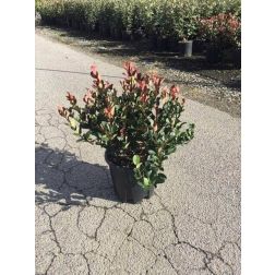 Törpe vörös korallberkenye Photinia Fr. "Little Red Robin Cl10