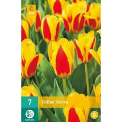 JUB Tulipa stresa piros-sárga tulipán virághagyma 7 darab
