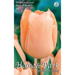 Tulipa single early apricot beauty rózsaszín-narancs korai, egyszerű tulipán virághagyma 7 darab