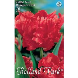 Tulipa bastogne parrott piros papagáj tulipán virághagyma 8 darab