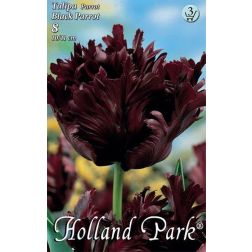 Tulipa black parrot lila-fekete papagáj tulipán virághagyma 7 darab