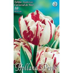 Tulipa double late carneval de nice fehér-piros teltvirágú tulipán virághagyma 7 darab