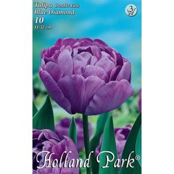 Tulipa double late blue diamond lila teltvirágú tulipán virághagyma 6 darab